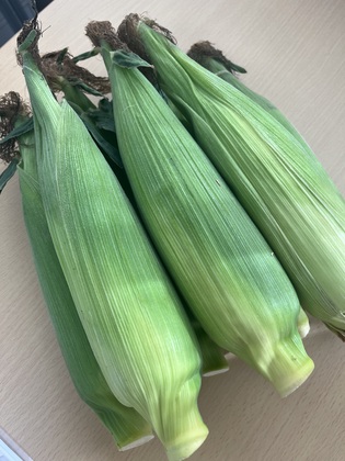 とうもろこし🌽