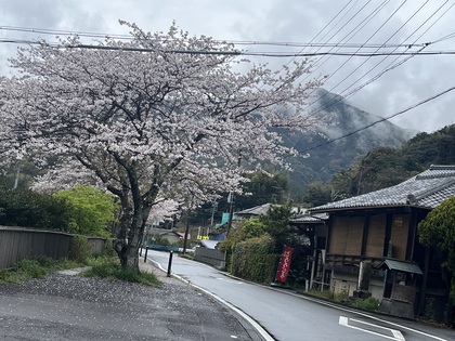 春の🌸(^ ^)