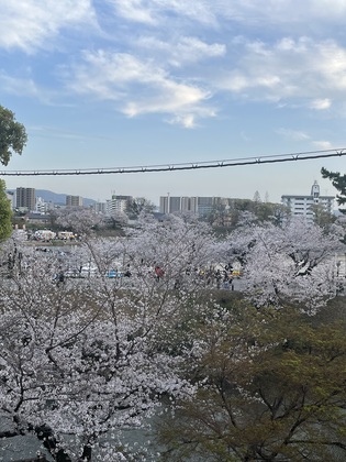 お花見🌸開催します(#^.^#)